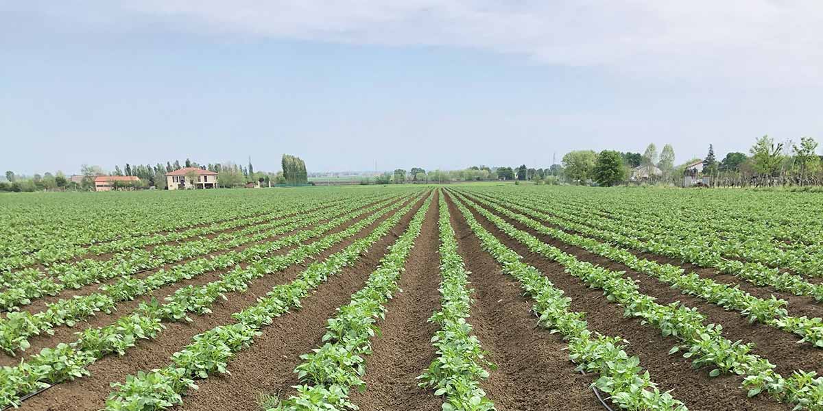 Patate, firmato l’accordo quadro per l’Emilia Romagna